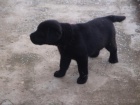 Prod�m Labrador Retriever �t��ata