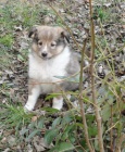 �t���tka Sheltie zlat� barvy