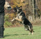 N�meck� ov��k - �t���tka