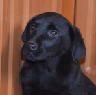 kr�sn� �t�n�tka labradora