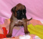 n�meck� boxer s pp