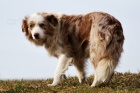 Border kolie - �t��ata s PP -