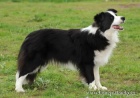 Border kolie - �t��ata s PP -