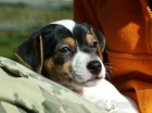 Jack Russell terier - hladkosrst� �t�nata JRT s PP