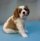 Pejsek Kaval�r blenheim 