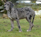 N�meck� doga bez PP