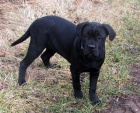 Cane corso - �t��ata s PP