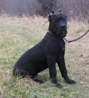 Cane corso - �t��ata s PP