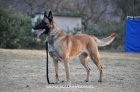 Belgick ovk malinois - tata s PP