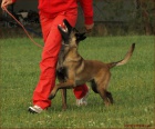 Belgick ovk malinois - tata s PP