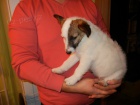 LUXUSN� FENE�KA JACK RUSSEL TERIER - RODI�E S PP
