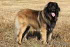 �t���tka leonberger� s PP