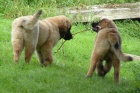 �t���tka leonberger� s PP