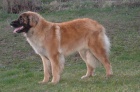 �t���tka leonberger� s PP
