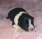 Border kolie - �t��ata s PP - odb�r b�ezen/duben