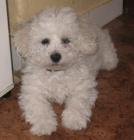 �t���tka bi�onka s PP