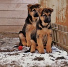 N�meck� ov��k s PP �t���tko