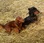 Jezev��k trpasli�� a kr�li��