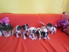 jack russell terier 3000 k� �t�n�tka