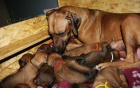 Rhodesian Ridgeback �t���tka s PP