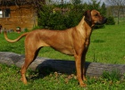 Rhodesian Ridgeback �t���tka s PP