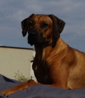 Rhodesian Ridgeback �t���tka s PP