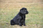 Flat Coated Retriever �t�n� fene�ky k odb�ru