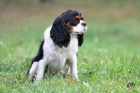 Kaval�r King Charles Spaniel