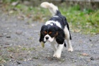 Kaval�r King Charles Spaniel