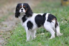 Kaval�r King Charles Spaniel