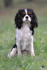 Kaval�r King Charles Spaniel