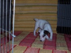 �t��ata Parson Russell terier s PP