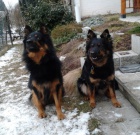 Chodsk� pes - �t���tka s PP