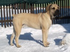 Boerboel tn - krsn 8ms pejsek