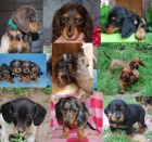 Jezev��k, �t��ata