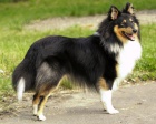 zadam �tenatka sheltie