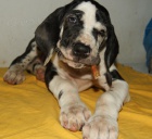 N�meck� doga s PP