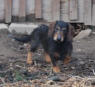 Daruji 2 jezev�ice