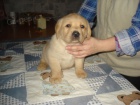 Labradorsk� retriever s PP
