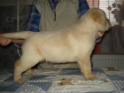 Labradorsk� retriever s PP