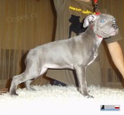 Staford��rsk� bulteri�r Staffordshire Bull Terrier