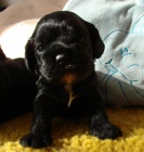 Americk� kokr�pan�l