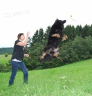 Nab�z�m chodsk�ho psa s PP ke kryt�