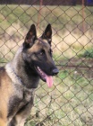 Belgick� ov��k malinois