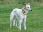 Dlouhosrst vipet / Silken windsprite / Longhaired whippet