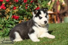 Sibi�sk� husky-