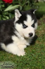 Sibi�sk� husky-