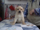 Labradorsk� retriever s PP