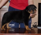 Rottweiler s PP - �teniatka