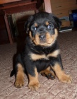 Rottweiler s PP - �teniatka